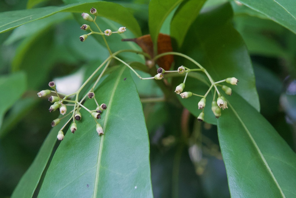 Neea delicatula