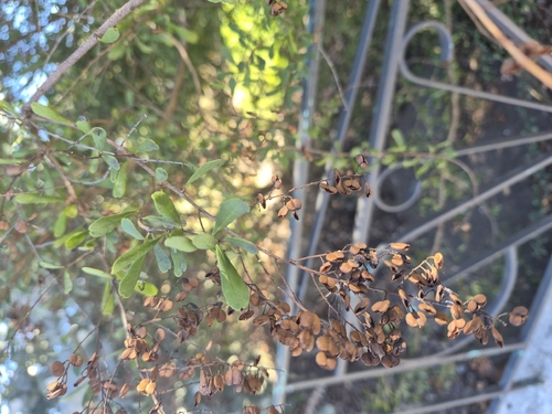 Australian Blackthorn