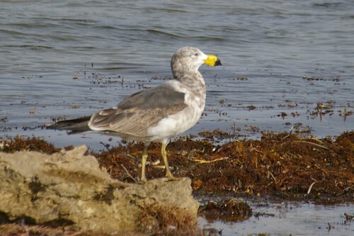 Pacific Gull