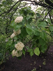 Viburnum