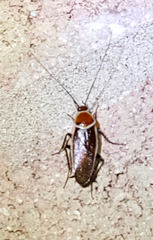 Pseudomops septentrionalis