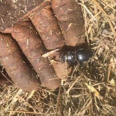 Pasimachus punctulatus