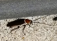 Pseudomops septentrionalis