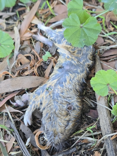 Botta's Pocket Gopher