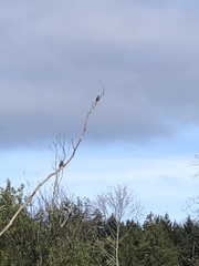Colaptes