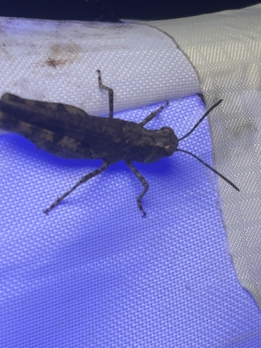 Southwestern Dusky Grasshopper