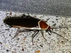 Pseudomops septentrionalis