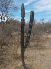Pachycereus pecten-aboriginum
