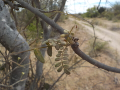 Fabaceae