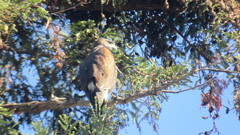 Parabuteo unicinctus
