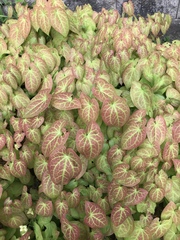 Epimedium