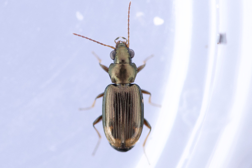 Bembidion rapidum photo 3