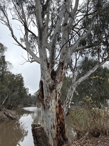 River Red Gum