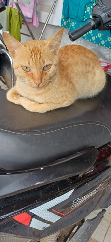 Domestic Cat