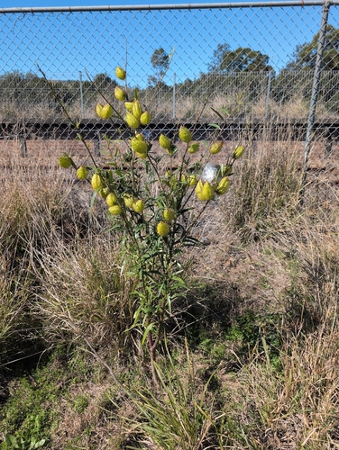Gomphocarpus fruticosus, photograph 4
