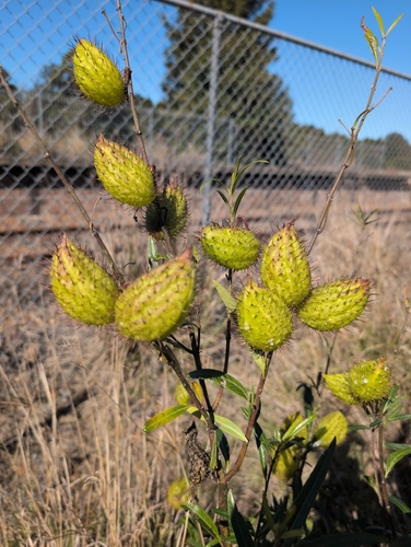Gomphocarpus fruticosus, photograph 5
