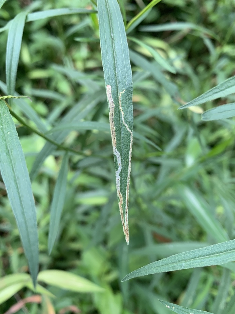 Ophiomyia euthamiae