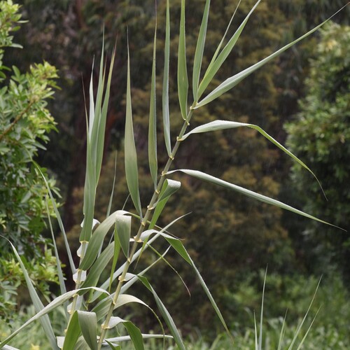 Arundo donax observed 2026-06-23