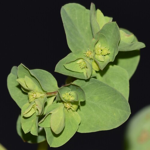 Euphorbia peplus observed 2026-07-22