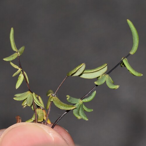 Pellaea ternifolia observed 2026-07-22