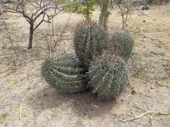 Ferocactus herrerae