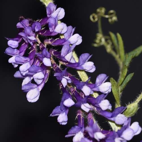Vicia, 2026-07-22