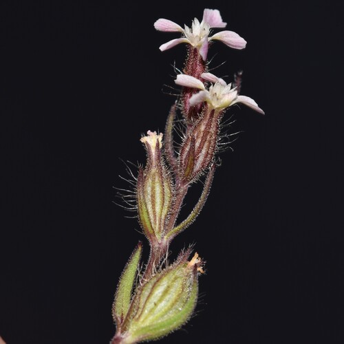 Silene gallica observed 2026-07-22