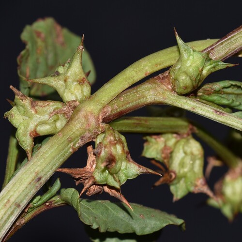 Rumex hypogaeus, 2026-07-22