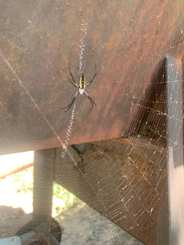 Yellow Garden Spider