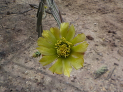 Cylindropuntia thurberi