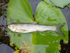 Mylocheilus caurinus