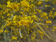 Parkinsonia