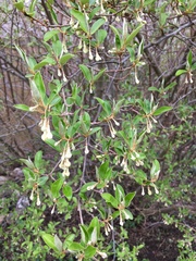 Elaeagnus multiflora