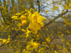 Parkinsonia