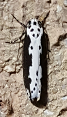 Ethmia semilugens