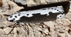 Ethmia semilugens