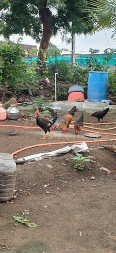Red Junglefowl