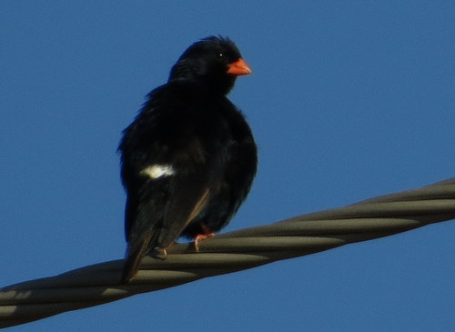 Village Indigobird