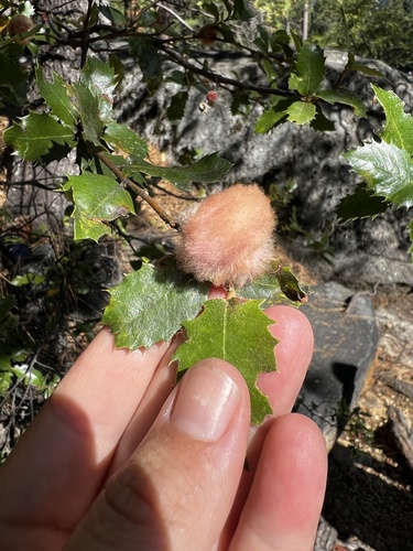 iNaturalist observation photo of Oak Gall Wasps