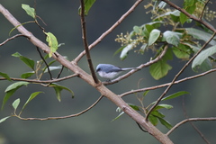 Elminia albicauda