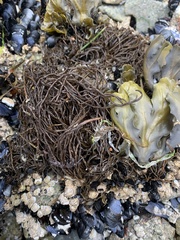 Melanosiphon intestinalis