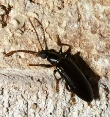 Statira