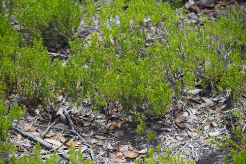 Ceratiola ericoides, photograph 6