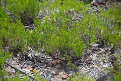 Ceratiola ericoides, photograph (c) William Harmon, some rights reserved (CC BY)