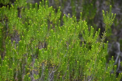 Ceratiola ericoides, photograph (c) William Harmon, some rights reserved (CC BY)