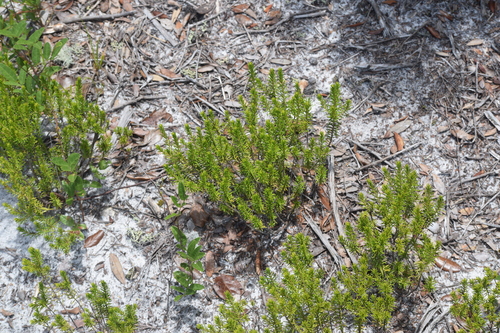 Ceratiola ericoides, photograph 4