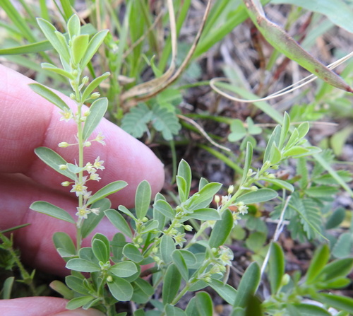 Smartweed Leafflower