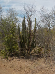 Stenocereus thurberi