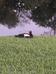 Cairina moschata domestica