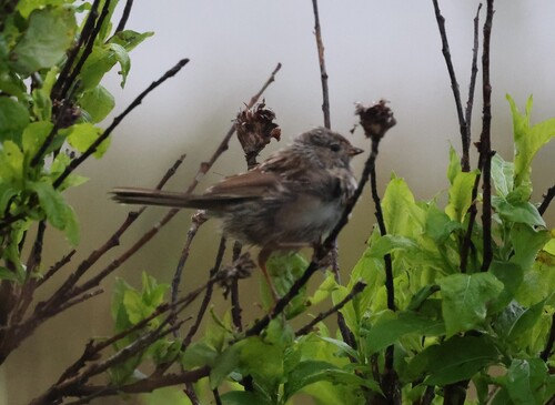 White-crowned Sparrow